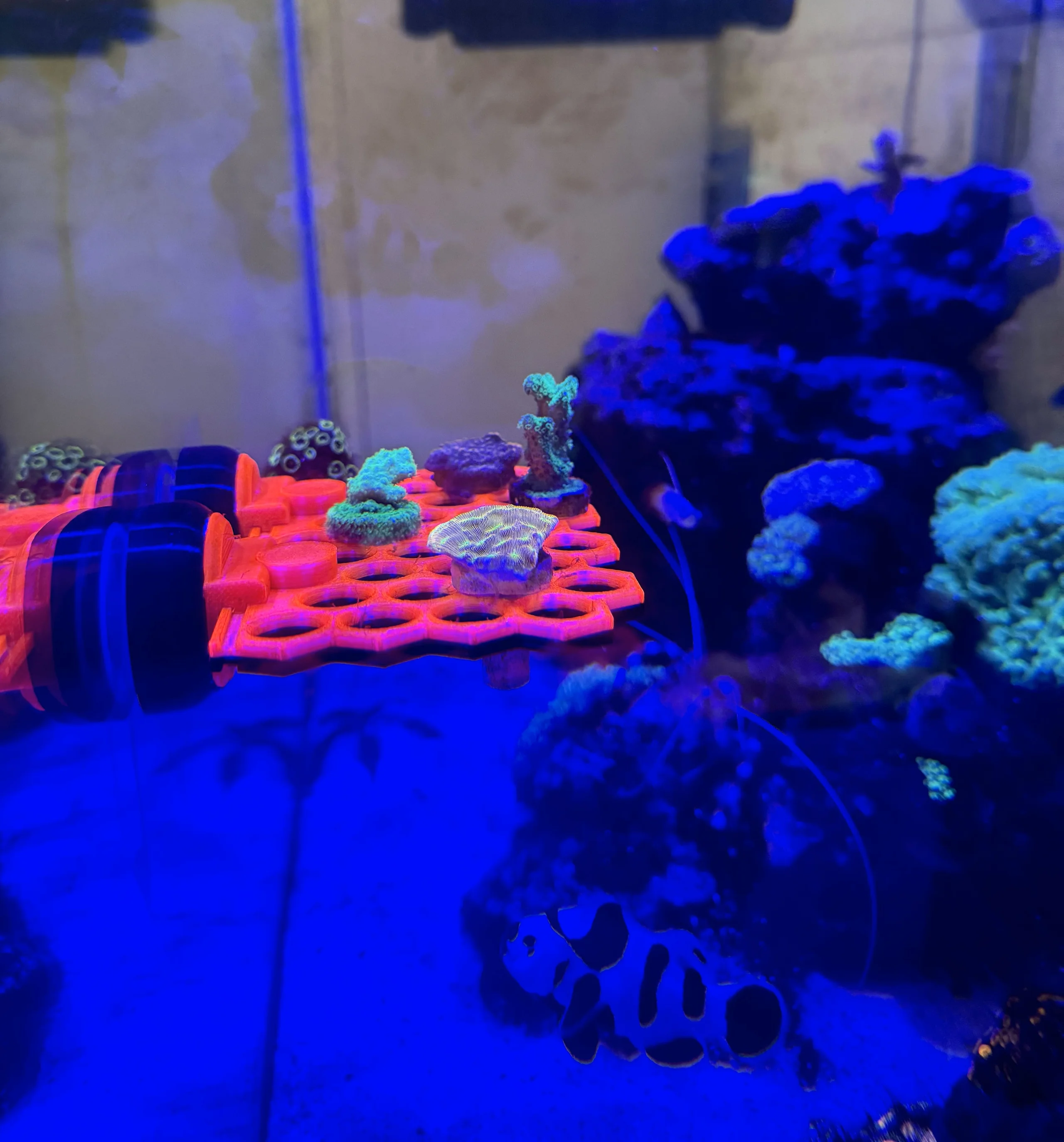 coral keep.webp